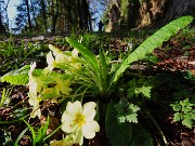 12 Primula vulgaris-Primule